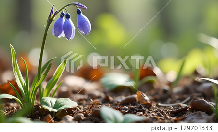 A close up of a gentle bluebell flower in a serene forest during springtime creating a peaceful and natural view 129701333