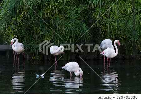 フラミンゴ フラミンゴ 129701388
