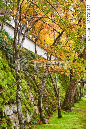 大原 三千院の参道 苔の石垣と美しい紅葉(京都府京都市左京区) 大原 三千院の参道 苔の石垣と美しい紅葉(京都府京都市左京区) 129701393