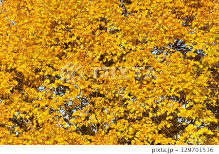 hello fall. autumn background of tree with fall yellow leaves hello fall. autumn background of tree with fall yellow leaves 129701516