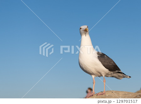 Seagull with white head and dark grey wings plumage standing on rock sky background, copy space Seagull with white head and dark grey wings plumage standing on rock sky background, copy space 129701517