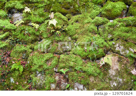 大原　三千院の参道　苔の石垣（京都府京都市左京区） 129701624