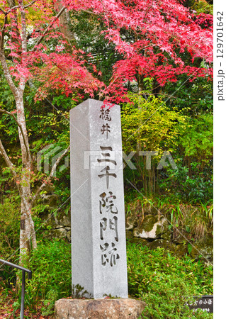 大原　三千院　階段前　美しい紅葉　（京都府京都市左京区） 129701642