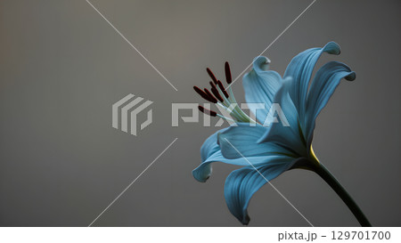 Captivating close-up of a light blue lily flower with delicate petals and pollen, against a muted gray background, showcasing natural beauty 129701700