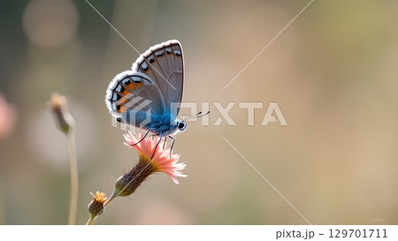 A stunning close up of a vibrant butterfly on a delicate flower showcasing nature's beauty 129701711