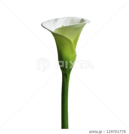 Single elegant white calla lily with long green stem stands against plain background, showcasing its smooth petals and natural beauty 129701778
