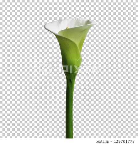 Single elegant white calla lily with long green stem stands against plain background, showcasing its smooth petals and natural beauty 129701778