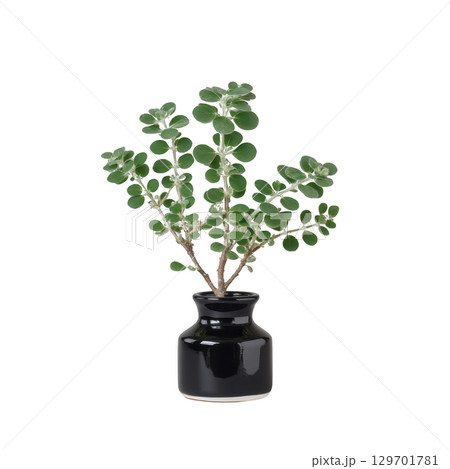 Lush green plant with round leaves is elegantly displayed in sleek black ceramic vase, creating fresh and modern aesthetic 129701781