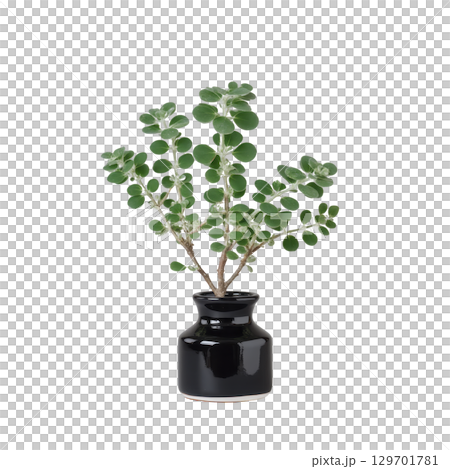 Lush green plant with round leaves is elegantly displayed in sleek black ceramic vase, creating fresh and modern aesthetic 129701781