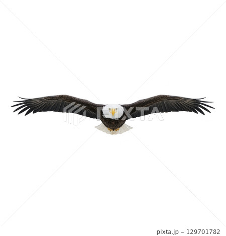 Majestic bald eagle soars with wings fully extended, showcasing its impressive wingspan and powerful presence against clear sky. eagle sharp gaze and iconic white head are striking 129701782