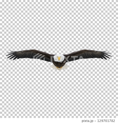 Majestic bald eagle soars with wings fully extended, showcasing its impressive wingspan and powerful presence against clear sky. eagle sharp gaze and iconic white head are striking 129701782
