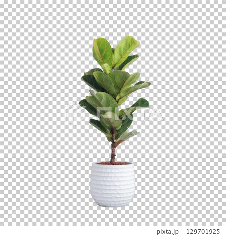Fiddle leaf fig plant in textured white pot stands against plain background, showcasing its lush green leaves. plant vibrant foliage adds touch of nature and elegance 129701925