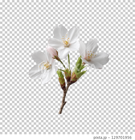 Delicate white cherry blossoms with green buds on branch, symbolizing spring and renewal. soft petals and vibrant colors evoke sense of tranquility and beauty 129701956