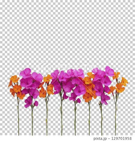 Vibrant pink and orange flowers with green stems are arranged in row against transparency background, creating striking contrast. colorful blooms evoke sense of joy and liveliness 129701958