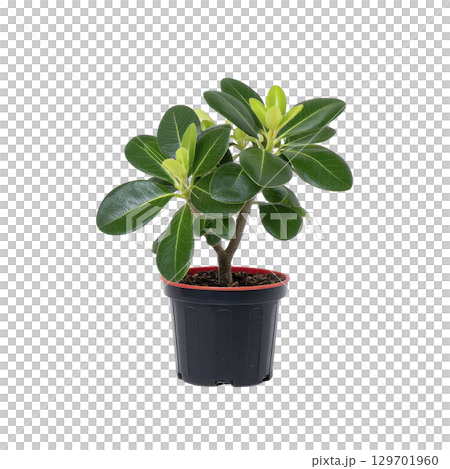 Small potted plant with glossy green leaves sits in black plastic pot, showcasing new growth. plant vibrant foliage contrasts with dark container, creating fresh and lively appearance 129701960