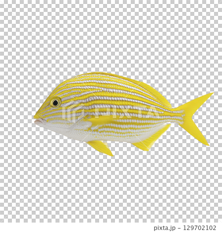 Vibrant yellow fish with horizontal stripes swims gracefully, showcasing its sleek body and distinct pattern. bright colors and streamlined shape suggest tropical marine environment 129702102