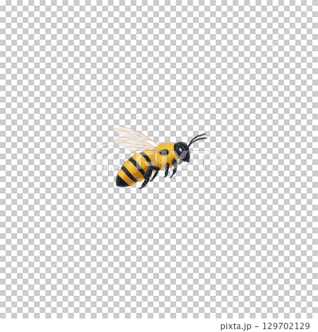Cute illustration of bee with yellow and black stripes, delicate wings, and cheerful expression, set against plain background 129702129