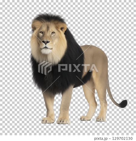 Majestic lion stands proudly, showcasing its powerful build and regal mane. lion intense gaze and strong posture convey sense of strength and authority 129702130