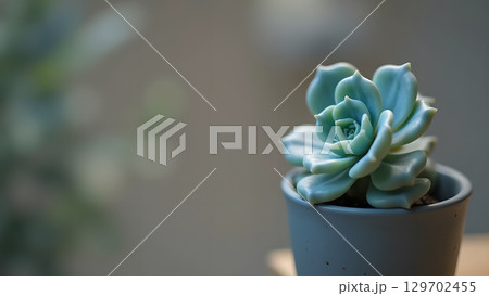 Close up indoor shot of a beautiful succulent plant in a small pot exhibiting detailed textures 129702455