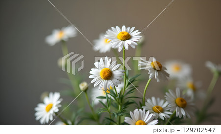 Delicate daisies bloom in soft light creating serene natural beauty and a feeling of joy 129702547