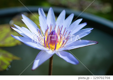 夏の水面に浮かぶ美しい睡蓮の花 夏の水面に浮かぶ美しい睡蓮の花 129702708