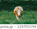 Front view of a cow walking slowly across a meadow, looking ahead. Surrounded by grass, flies on its head. Authentic rural and natural atmosphere. 129703194