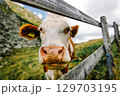 Wide angle close up of a cow head behind a wooden fence on a mountain pasture. The cow curiously looks into the camera, rural atmosphere, natural environment. 129703195