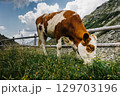 Wide-angle low-angle view of a cow grazing on a mountain meadow in summer. The whole cow is seen from the side, rural atmosphere, vivid colors and pure nature. 129703196