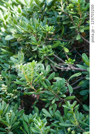 Mock orange Pittosporum tobira fruits in the coastal nature park in northwestern Taiwan. 129703200
