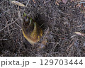 地下茎とタケノコ 129703444
