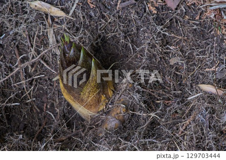 地下茎とタケノコ 129703444
