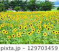 ひまわり　夏　花　風景 129703459