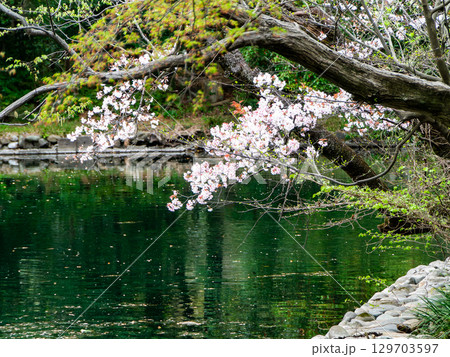 水辺に咲く満開の桜 129703597