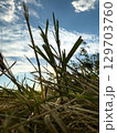 Natural grassland under a clear sky captures the beauty of a tranquil evening at sunset 129703760