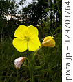 Vibrant yellow wildflower blooms in a tranquil natural setting during early evening 129703764