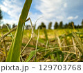 Close-up view of green grass blades and dry straw under a bright blue sky on a sunny afternoon in a rural field 129703768
