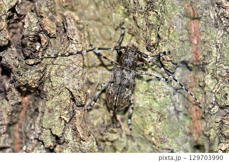 カタシロゴマフカミキリ 129703990