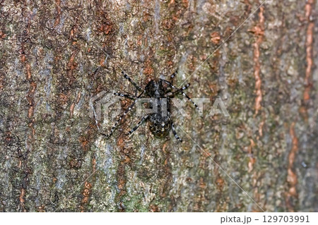 カタシロゴマフカミキリ 129703991