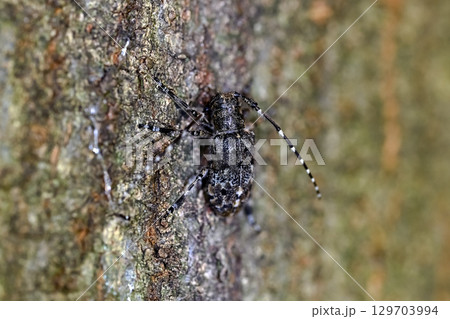 カタシロゴマフカミキリ 129703994