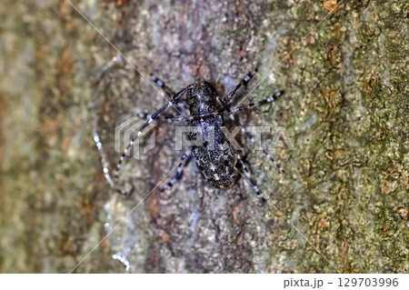 カタシロゴマフカミキリ 129703996