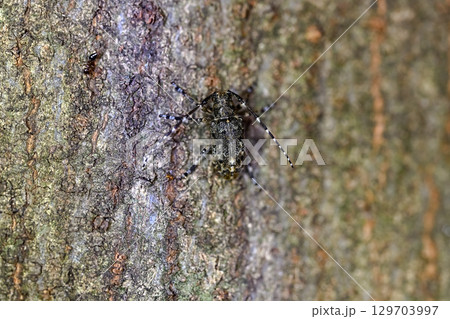 カタシロゴマフカミキリ カタシロゴマフカミキリ 129703997