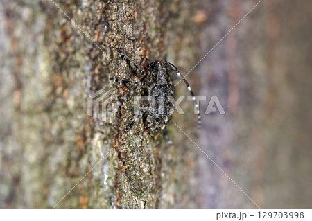 カタシロゴマフカミキリ 129703998