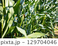 トウモロコシ畑 129704046