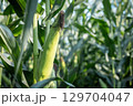 トウモロコシ畑 129704047