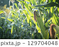 トウモロコシ畑 129704048