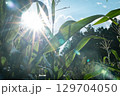トウモロコシ畑 129704050