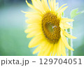 ひまわりの花とミツバチ 129704051