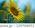 ひまわりの花とミツバチ 129704052
