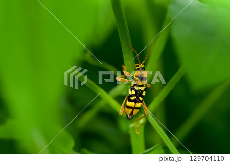 ヨツスジトラカミキリ 129704110