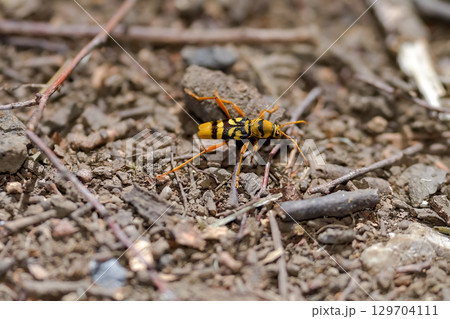 ヨツスジトラカミキリ 129704111